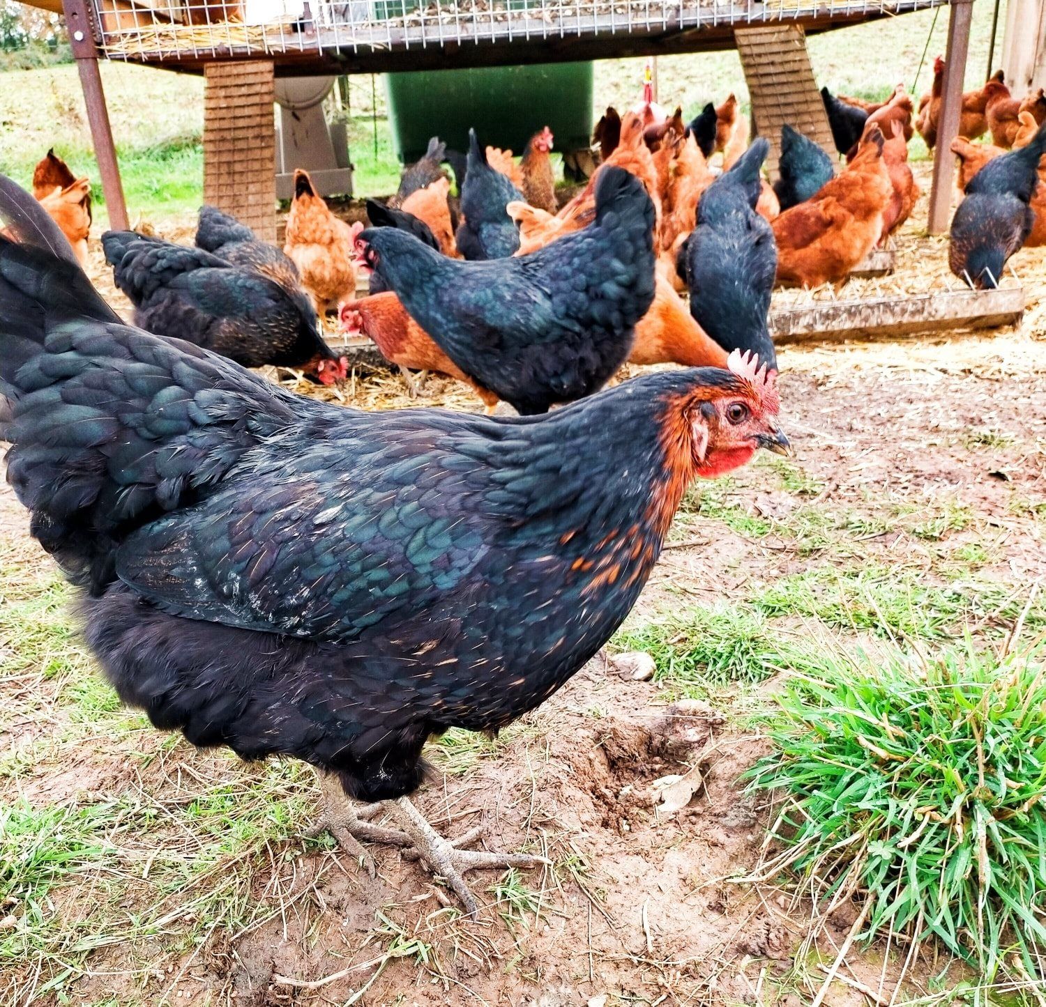 GAEC Ferme de l'âne arrosé